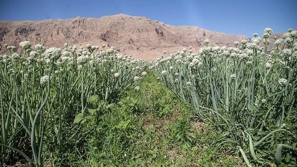 مزرعه پیاز بذری - کرمانشاه