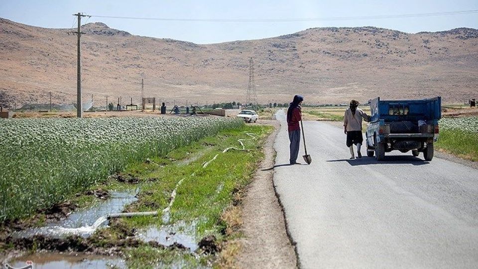 مزرعه پیاز بذری - کرمانشاه