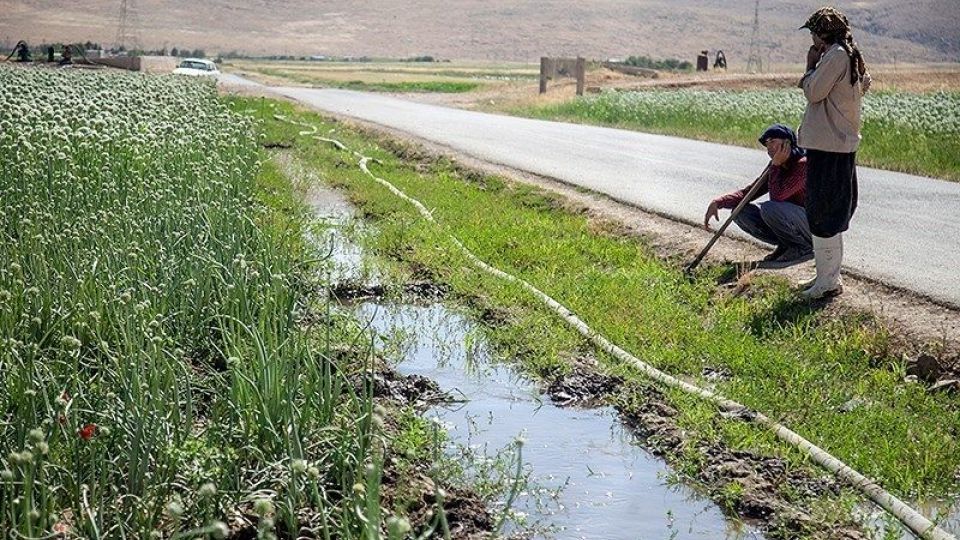 مزرعه پیاز بذری - کرمانشاه