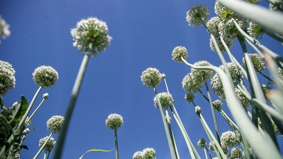 مزرعه پیاز بذری - کرمانشاه