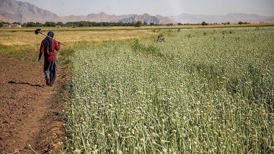 مزرعه پیاز بذری - کرمانشاه