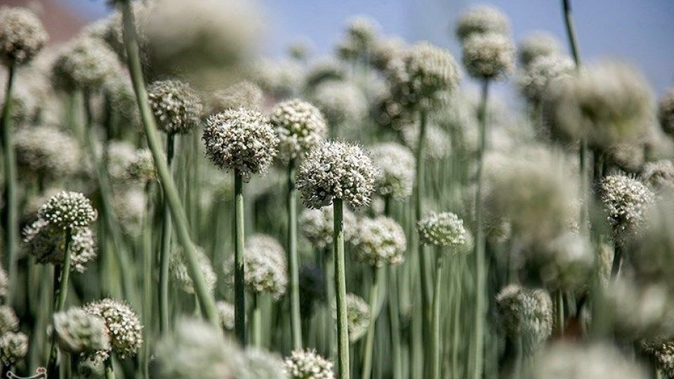 مزرعه پیاز بذری - کرمانشاه