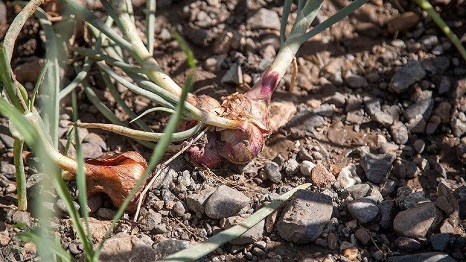 مزرعه پیاز بذری - کرمانشاه