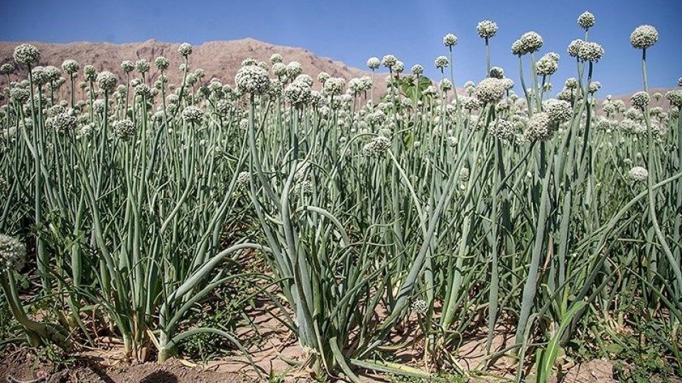 مزرعه پیاز بذری - کرمانشاه