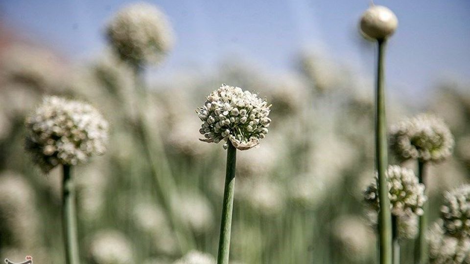 مزرعه پیاز بذری - کرمانشاه