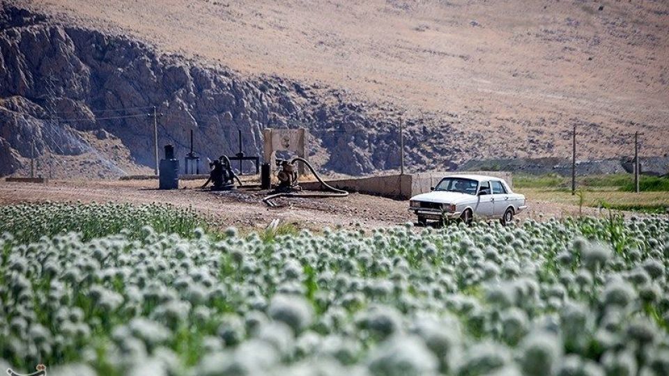 مزرعه پیاز بذری - کرمانشاه