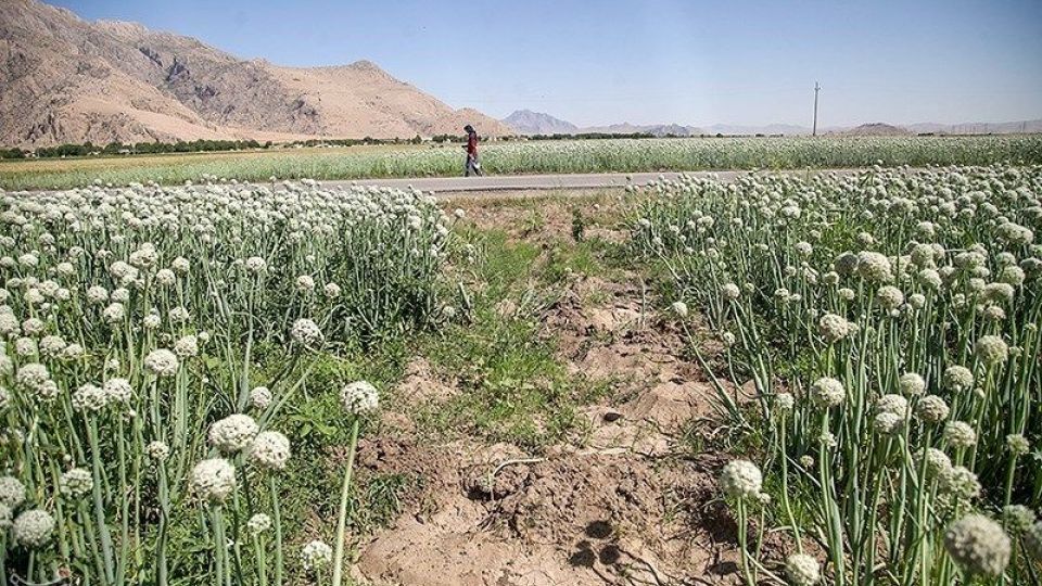 مزرعه پیاز بذری - کرمانشاه