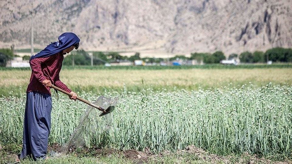 مزرعه پیاز بذری - کرمانشاه