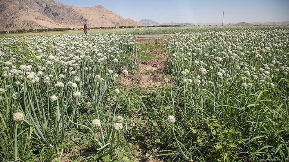 مزرعه پیاز بذری - کرمانشاه
