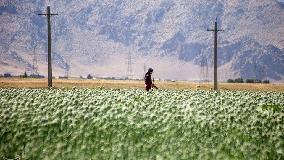 مزرعه پیاز بذری - کرمانشاه