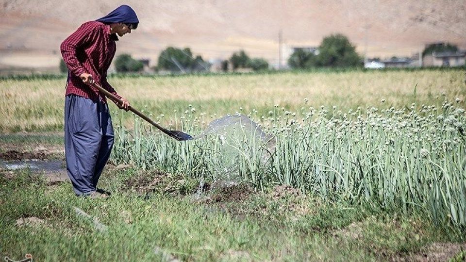 مزرعه پیاز بذری - کرمانشاه