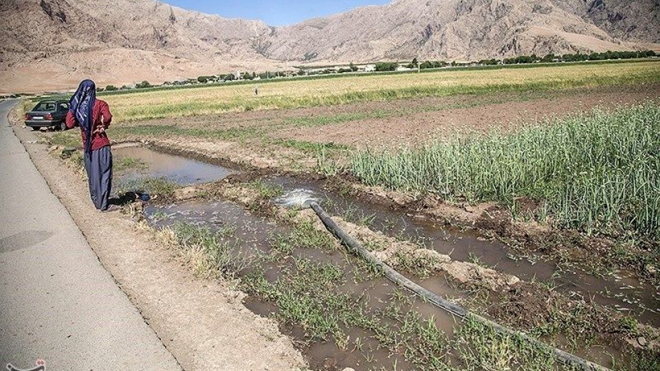 مزرعه پیاز بذری - کرمانشاه