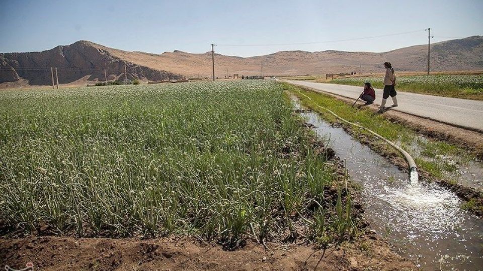 مزرعه پیاز بذری - کرمانشاه