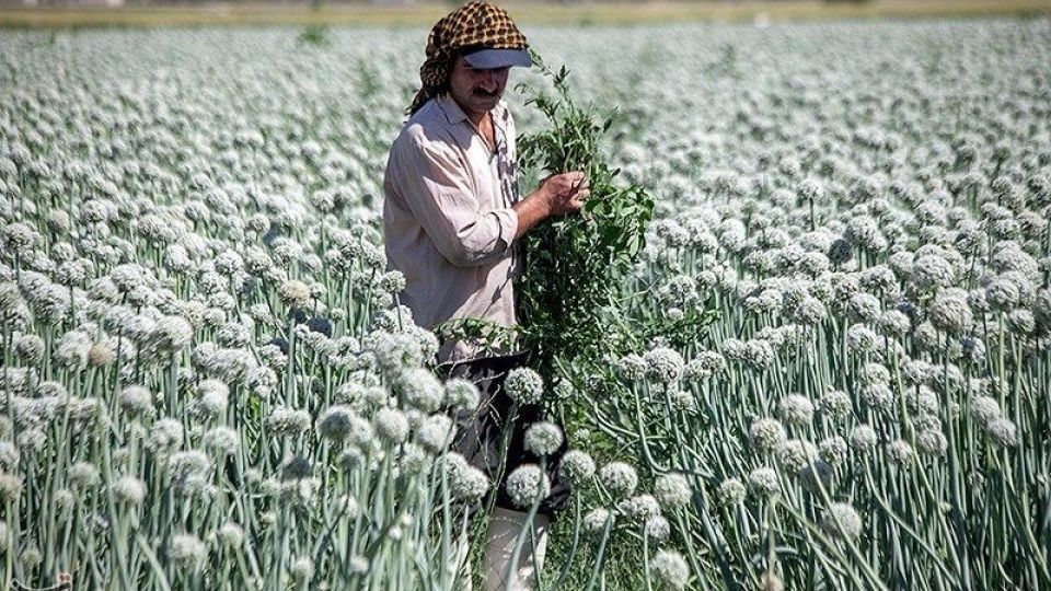مزرعه پیاز بذری - کرمانشاه