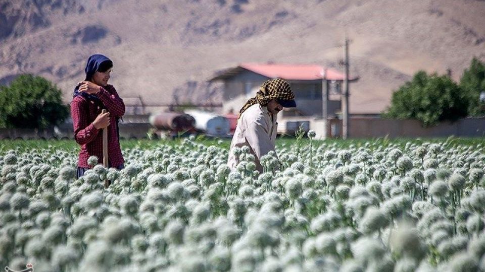 مزرعه پیاز بذری - کرمانشاه