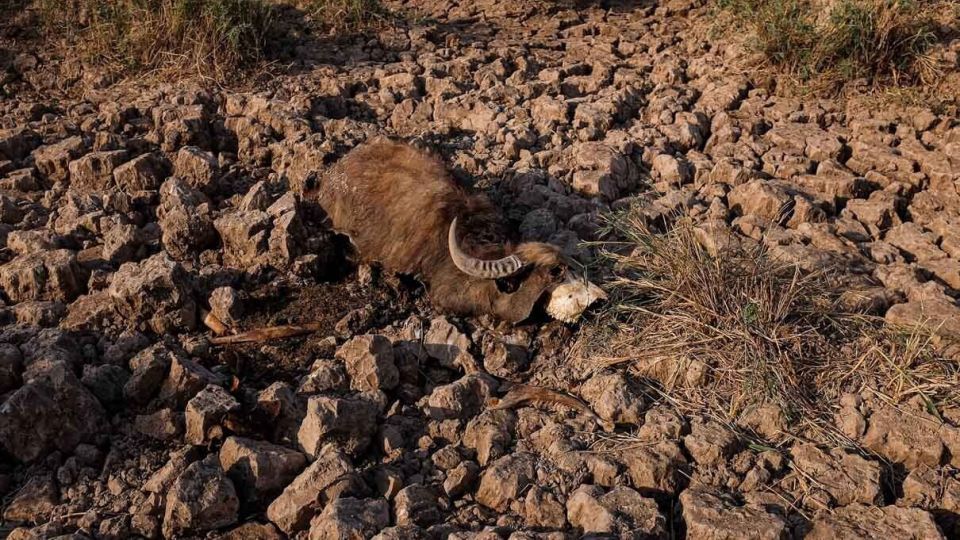 پایان زندگی در هورالعظیم