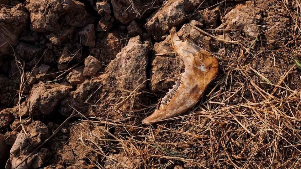 پایان زندگی در هورالعظیم