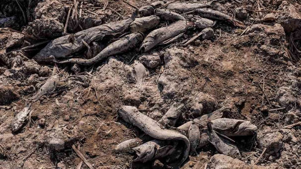 پایان زندگی در هورالعظیم