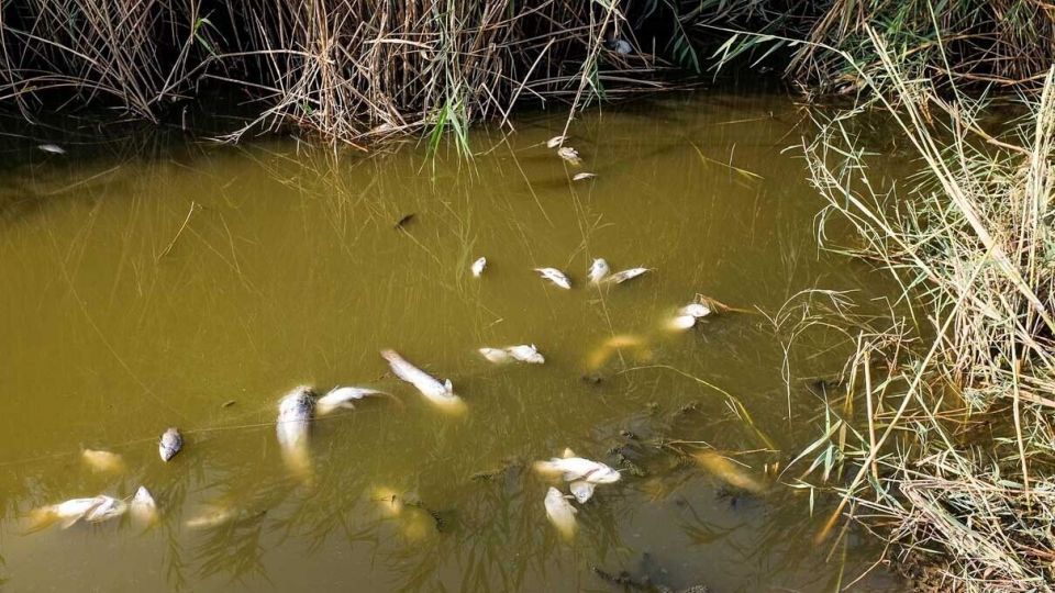 پایان زندگی در هورالعظیم