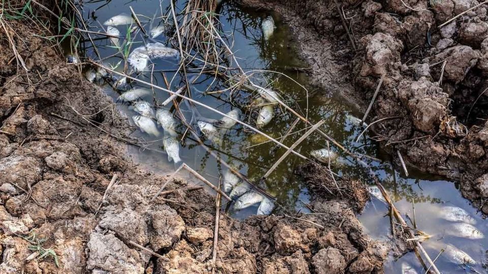 پایان زندگی در هورالعظیم