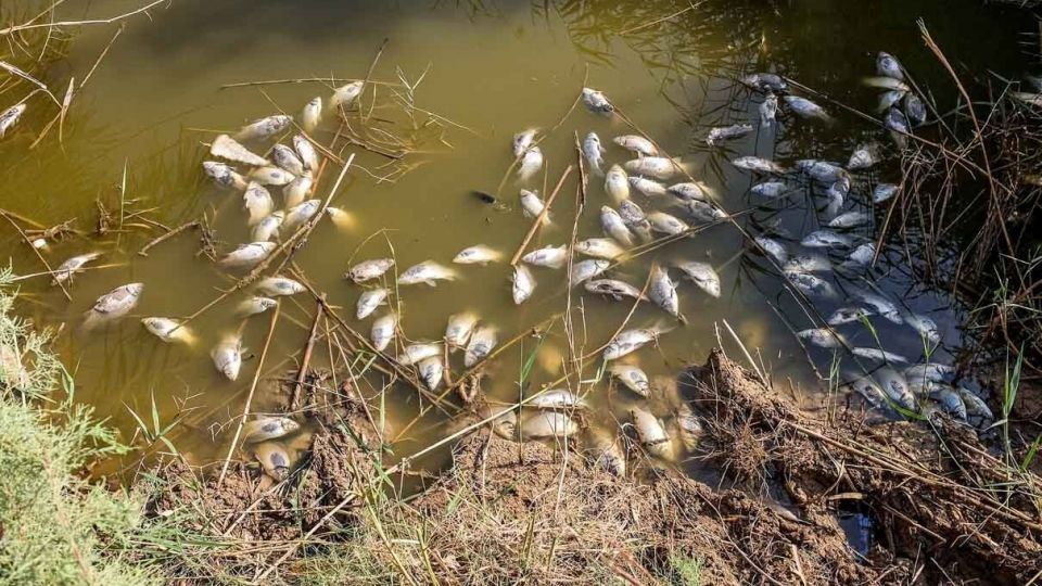 پایان زندگی در هورالعظیم