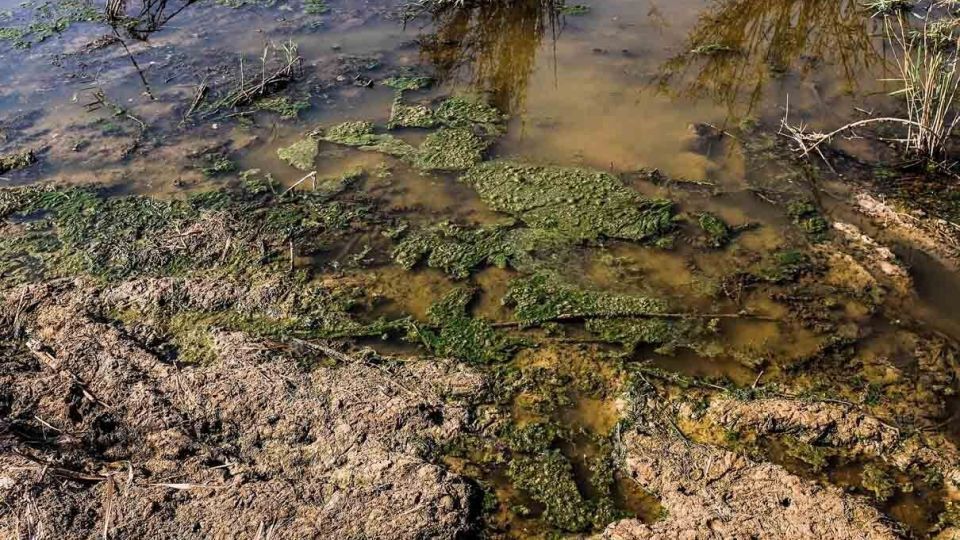 پایان زندگی در هورالعظیم