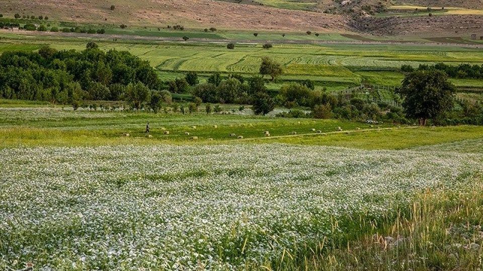 مزارع گشنیز در سلسله و دلفان