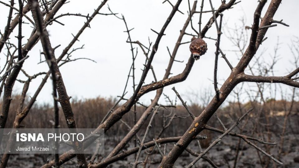 آثار آتش‌سوزی تالاب میانکاله - مازندران