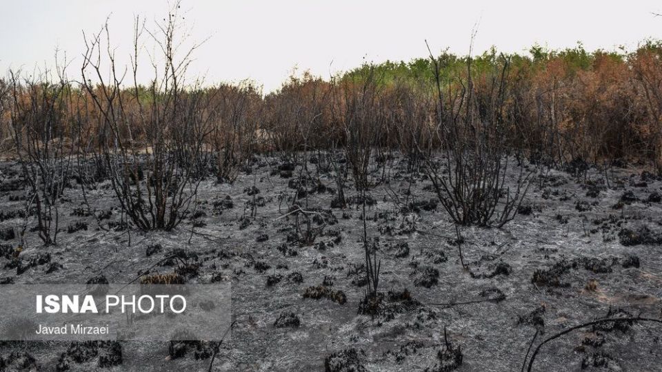 آثار آتش‌سوزی تالاب میانکاله - مازندران