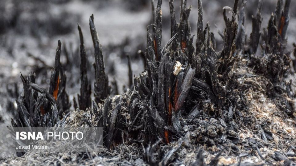 آثار آتش‌سوزی تالاب میانکاله - مازندران