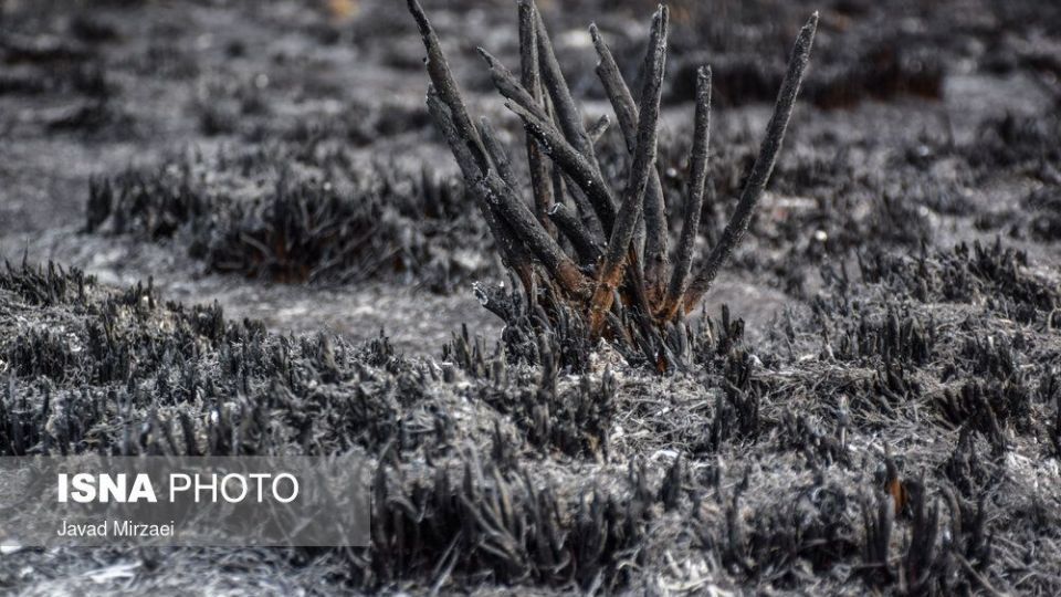 آثار آتش‌سوزی تالاب میانکاله - مازندران