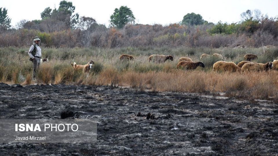 آثار آتش‌سوزی تالاب میانکاله - مازندران