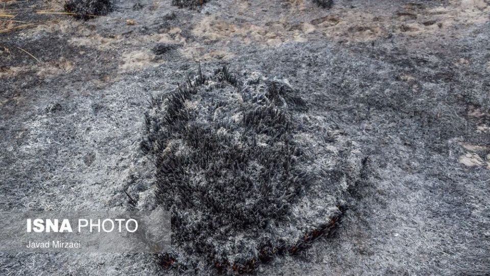 آثار آتش‌سوزی تالاب میانکاله - مازندران