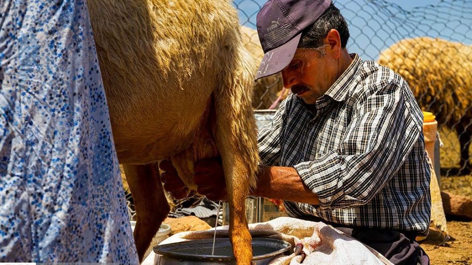 زندگی عشایر در ییلاق