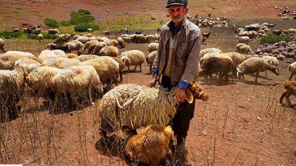 زندگی عشایر در ییلاق