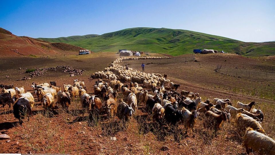 زندگی عشایر در ییلاق