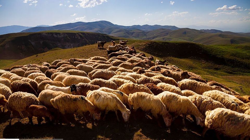 زندگی عشایر در ییلاق
