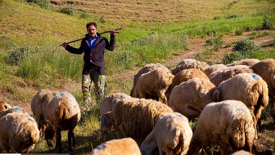 زندگی عشایر در ییلاق