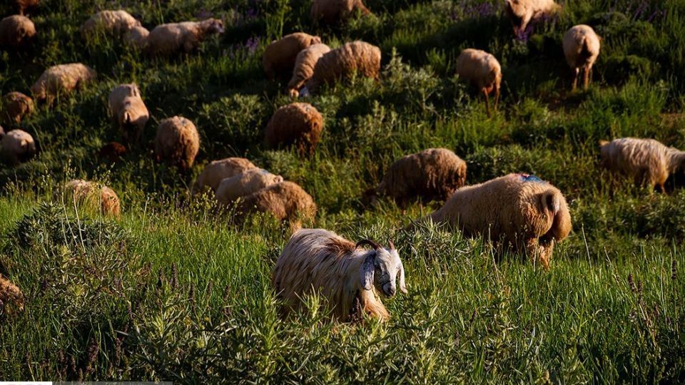 زندگی عشایر در ییلاق