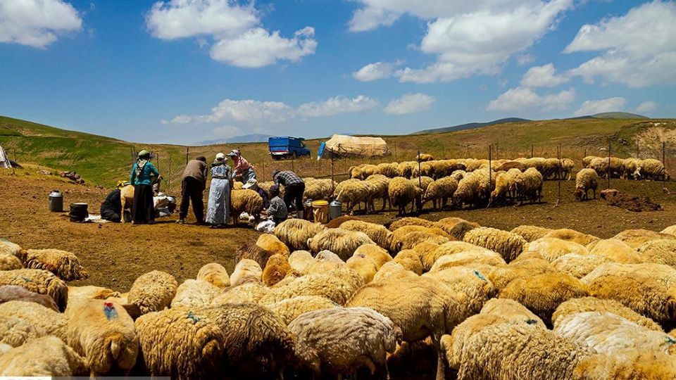 زندگی عشایر در ییلاق