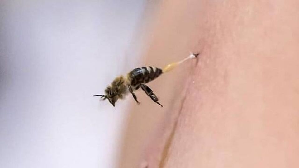 لحظه نیش زدن زنبور