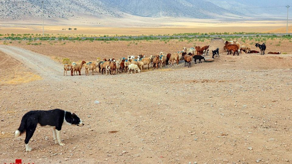 طرح واکسیناسیون دام‌های عشایر - خراسان شمالی