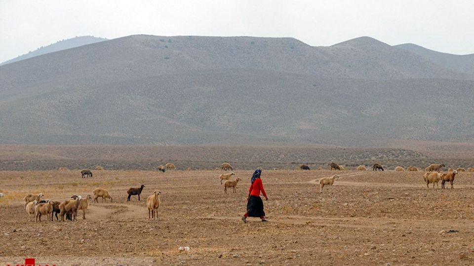 طرح واکسیناسیون دام‌های عشایر - خراسان شمالی