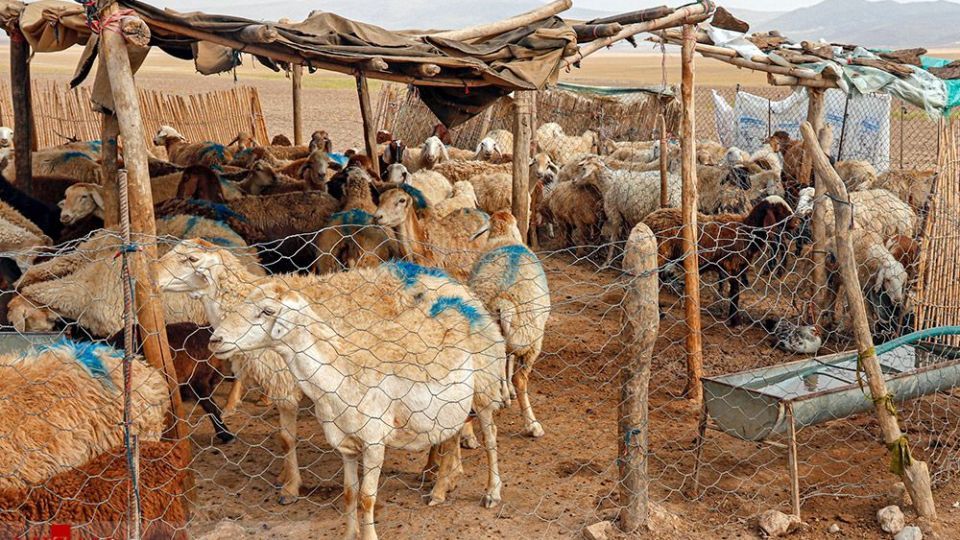 طرح واکسیناسیون دام‌های عشایر - خراسان شمالی