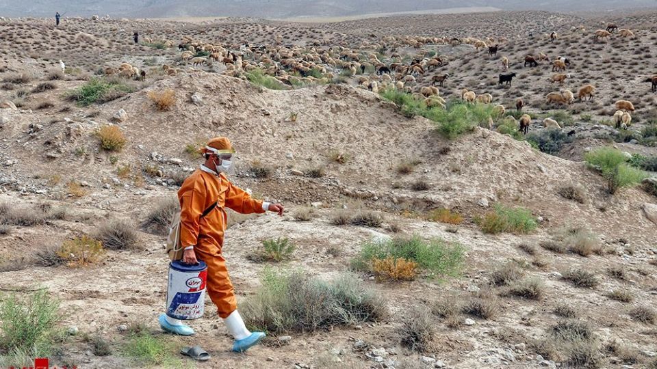 طرح واکسیناسیون دام‌های عشایر - خراسان شمالی