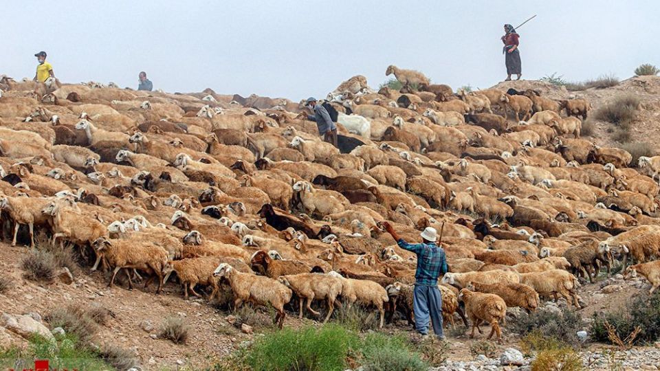 طرح واکسیناسیون دام‌های عشایر - خراسان شمالی