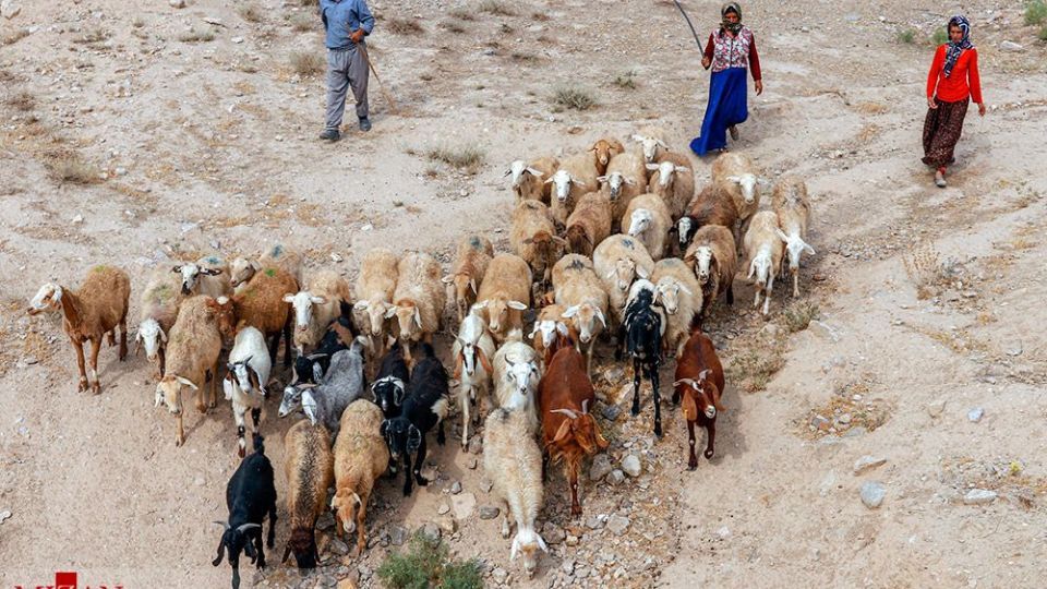 طرح واکسیناسیون دام‌های عشایر - خراسان شمالی