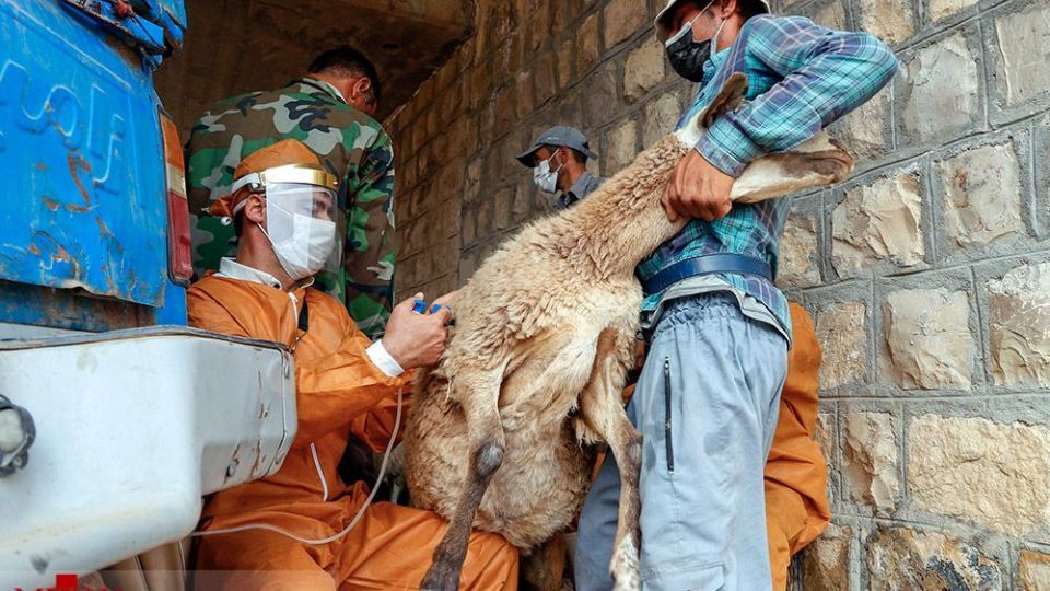 طرح واکسیناسیون دام‌های عشایر - خراسان شمالی