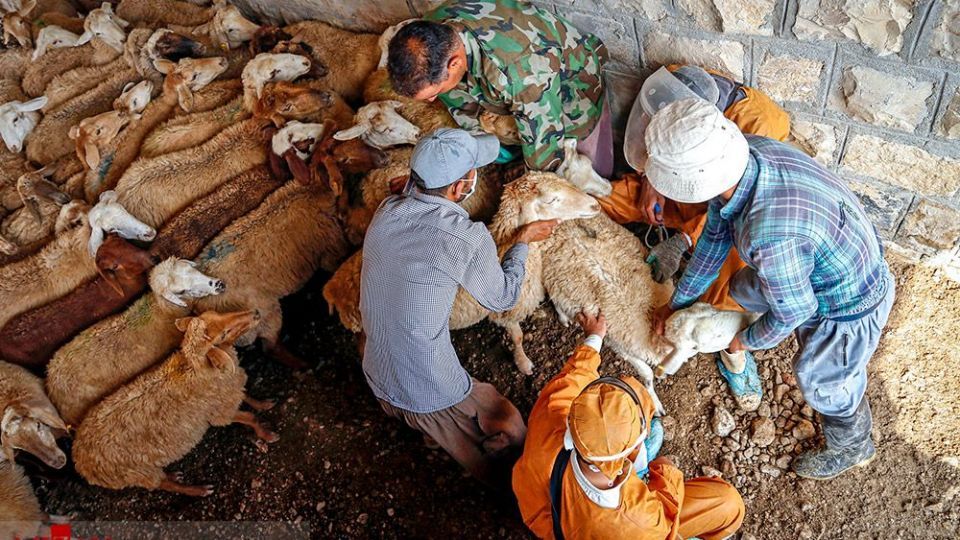 طرح واکسیناسیون دام‌های عشایر - خراسان شمالی