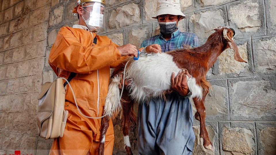 طرح واکسیناسیون دام‌های عشایر - خراسان شمالی